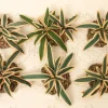 Cactus Yucca Plants Set/6, Fontanini, 51158