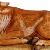Ox Seated 50", Fontanini, 52334